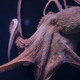 Illustration for article titled Why Female Octopuses Self-Destruct After Laying Eggs